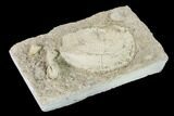 Mississippian Brachiopod & Cuneate Coral Fossils - Arkansas #148598-2